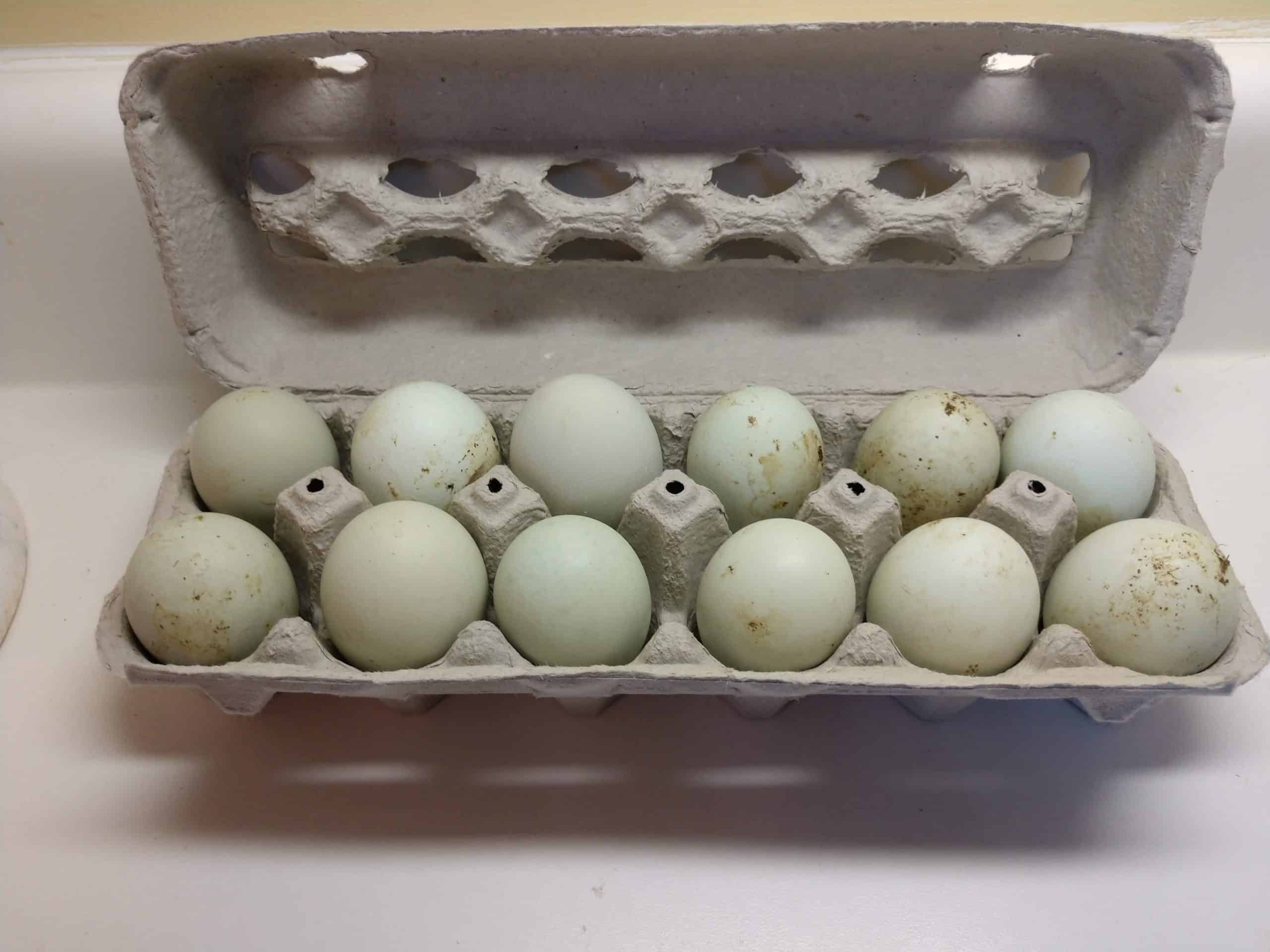 full carton of green eggs