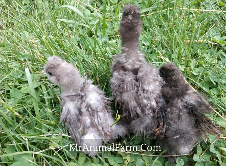 group of Frizzle Chicks