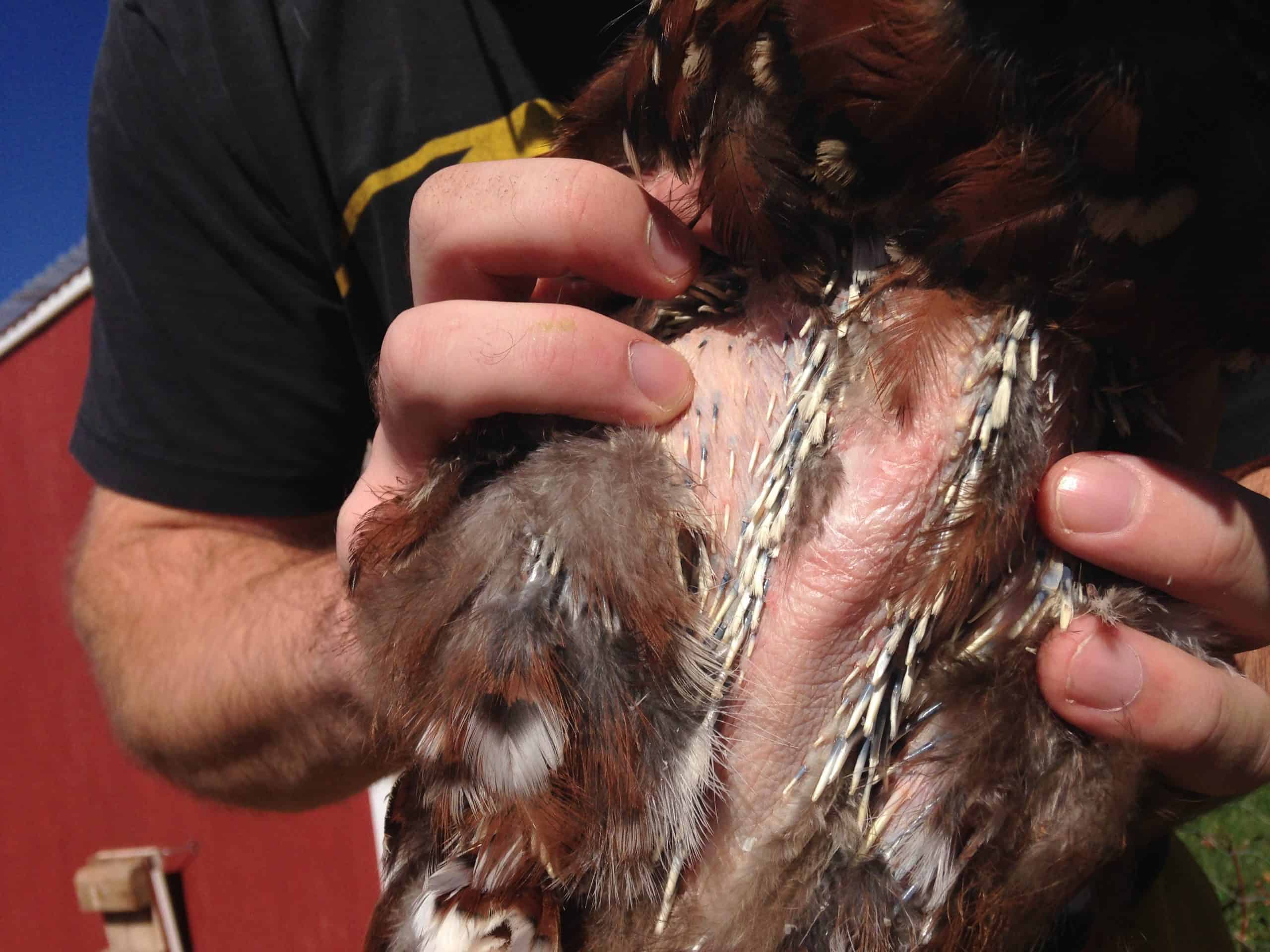 Chicken with bare chest due to losing feathers while molting.
