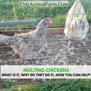 Molting Chickens