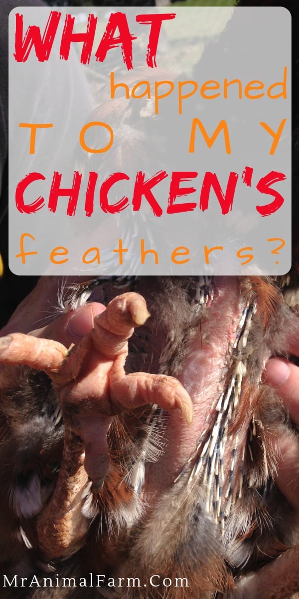 pinterest image. text reads "what happened to my chicken's feathers?"