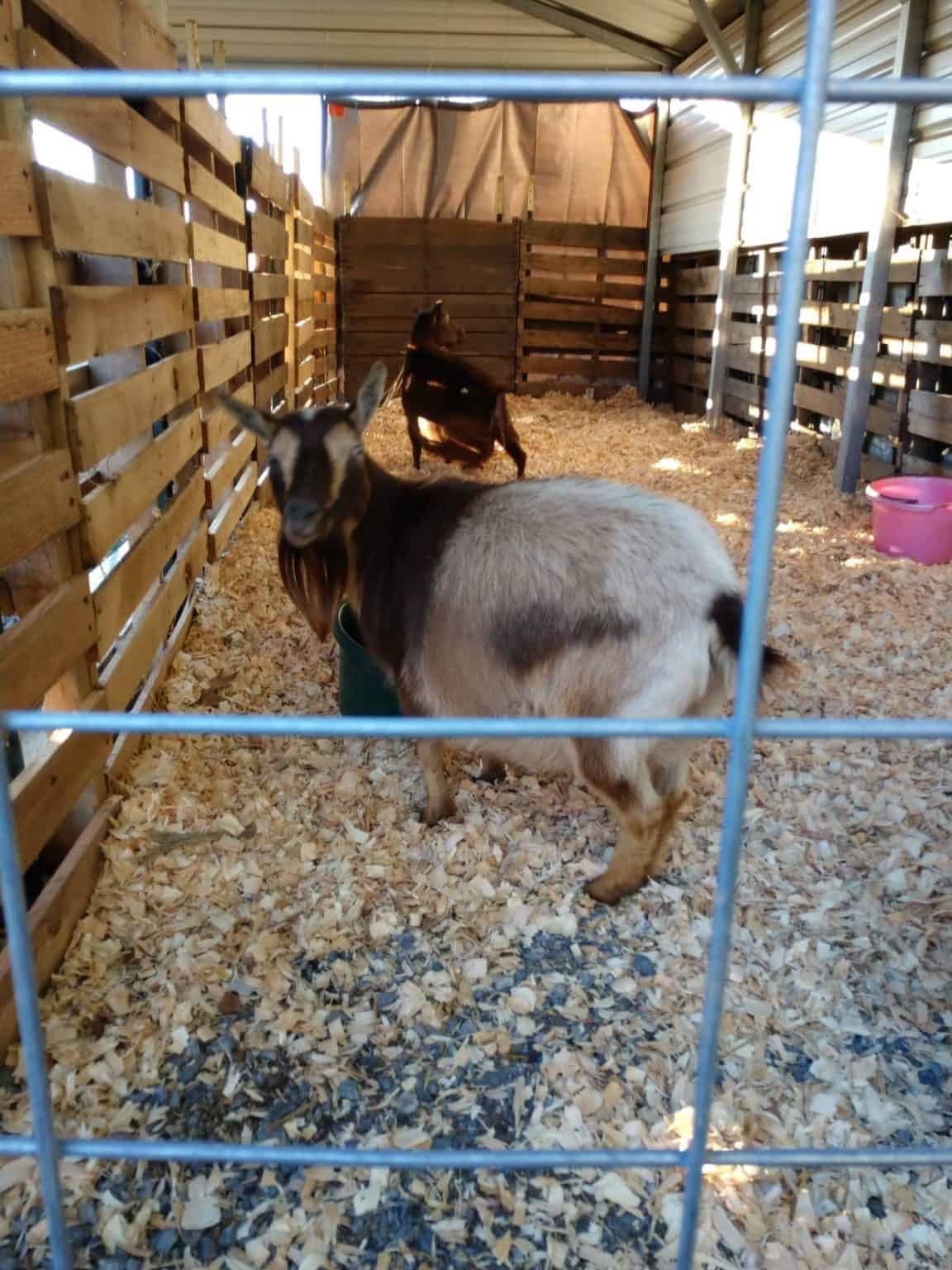 DIY Goat Pen Ideas: Plans To Keep Your Goats Safe - Mranimal Farm