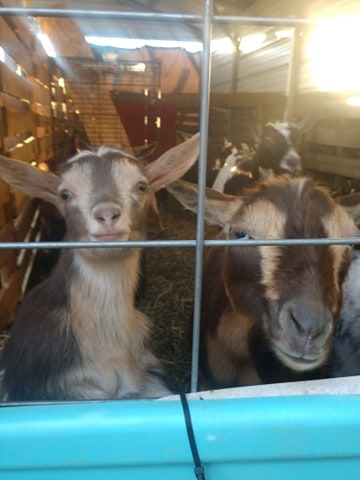 close up of goat and baby goat faces