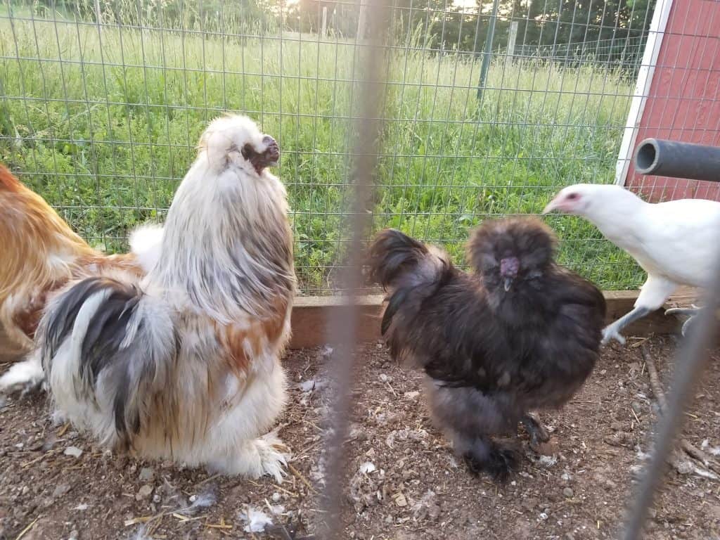 2 silkie chicken roosters in their run together