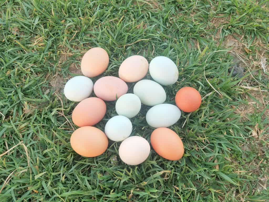 pile of eggs in grass