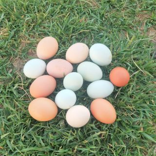 pile of eggs in grass