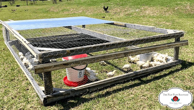 large square shaped chicken tractor