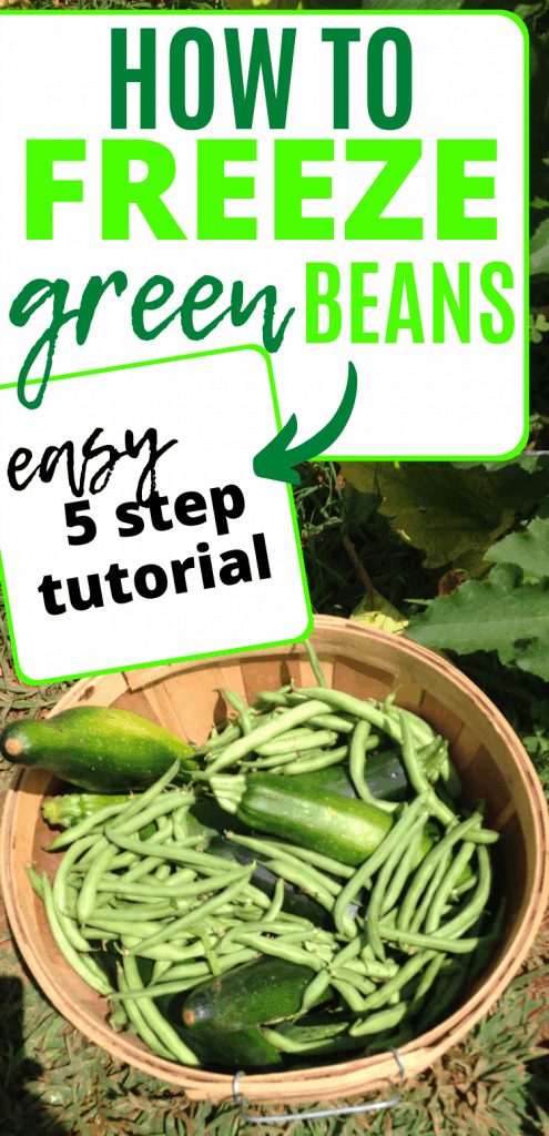 pinterest image with basket of green beans in garden. text reading "How to freeze green beans. easy 5 step tutorial"