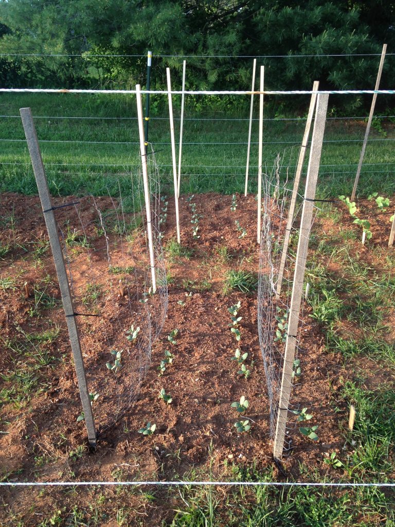 trellis made of stakes and fencing
