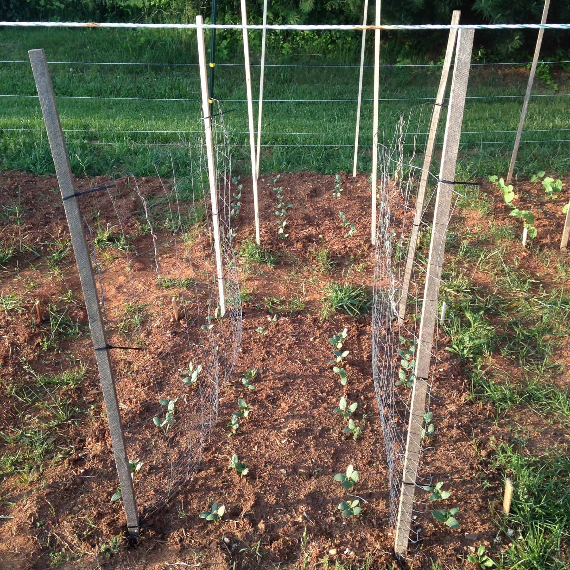 trellis made of stakes and fencing