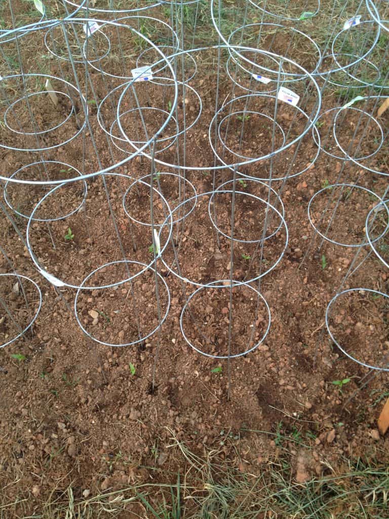 tomato plants started in tomato cages