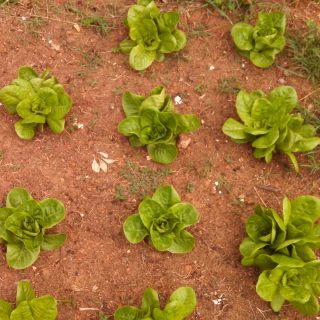 several lettuce plants