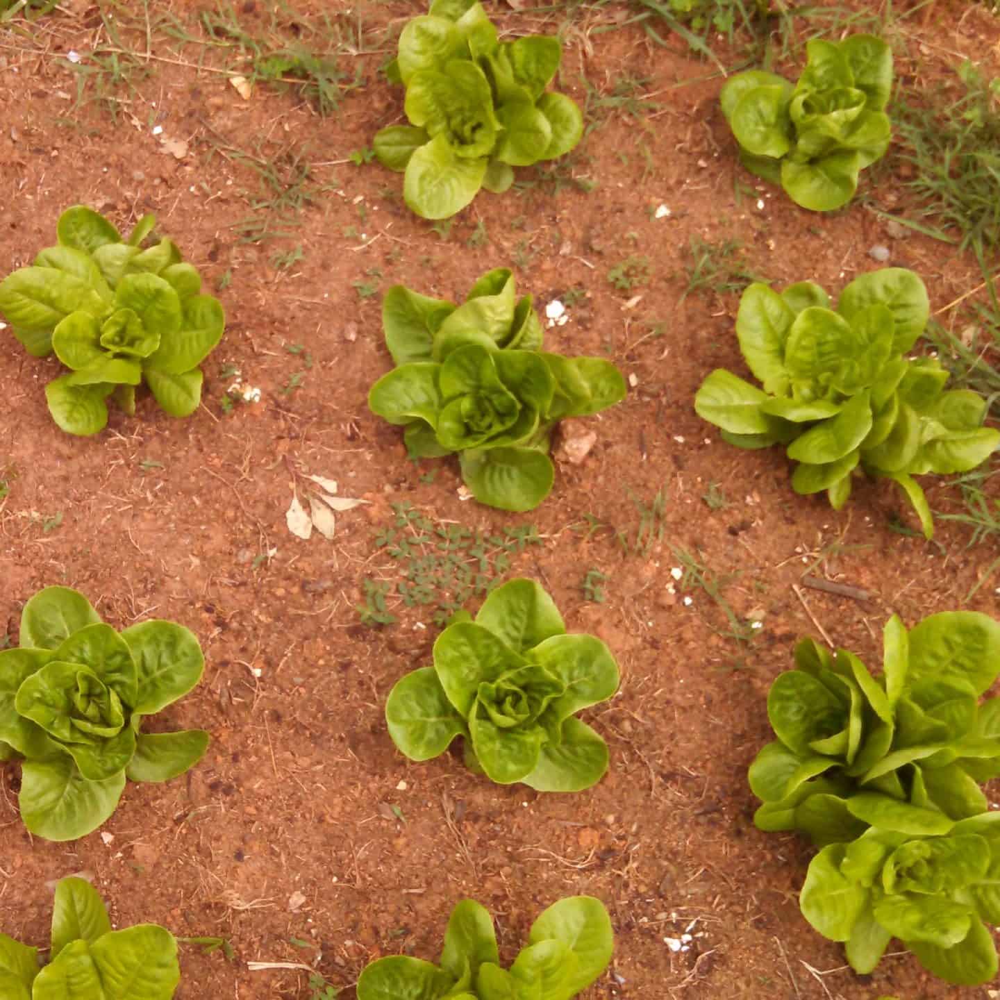 growing lettuce plants
