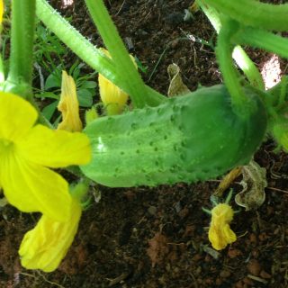 featured image for growing cucumbers. cucumber still on vine with yellow blossom still attached.