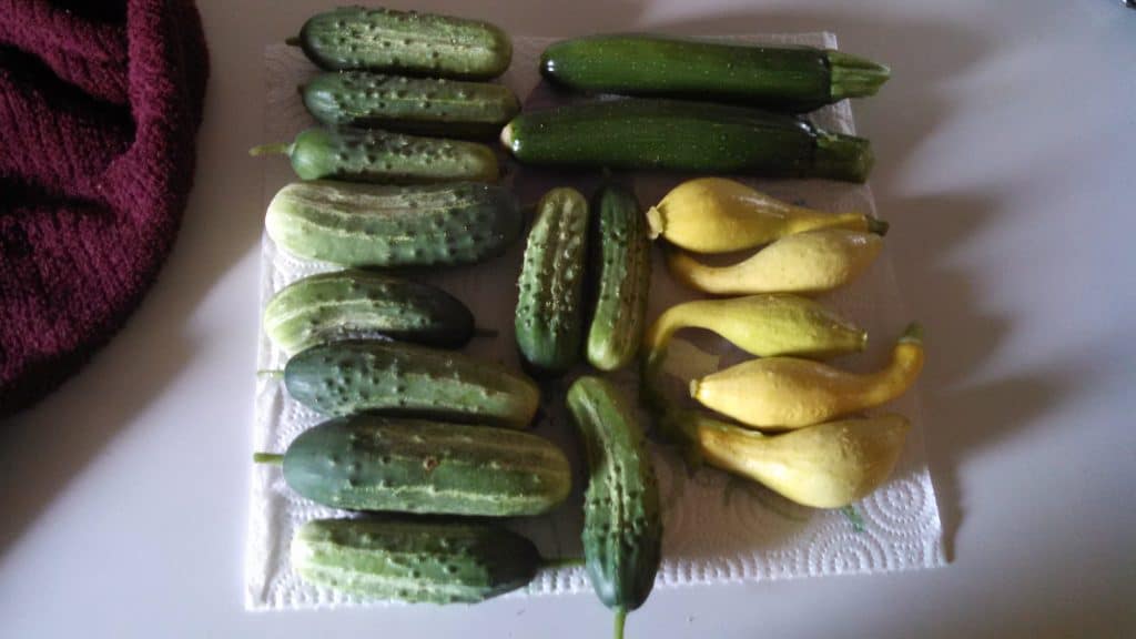 recently harvested cucumbers and yellow squash