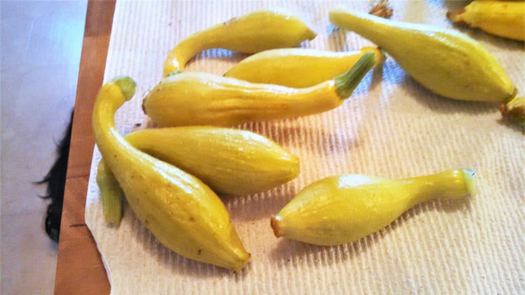 pile of yellow squash