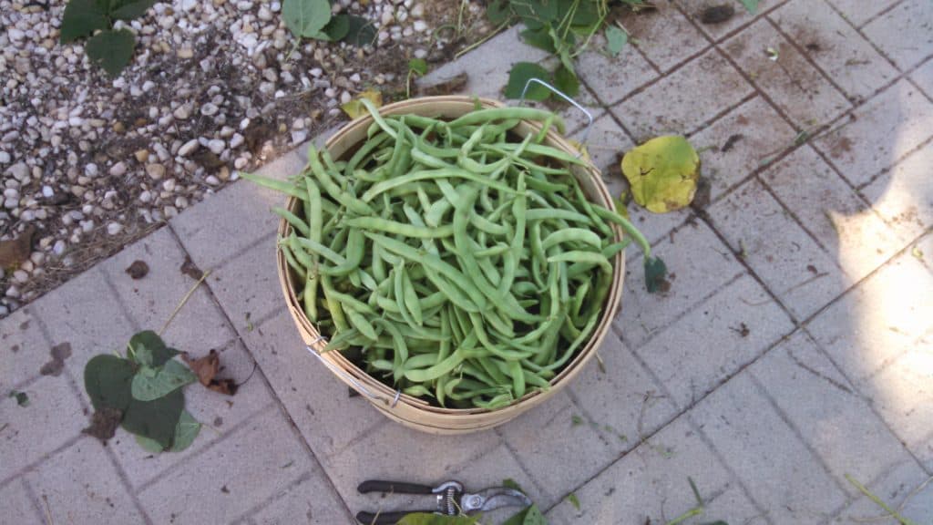 harvest basket full of green beans