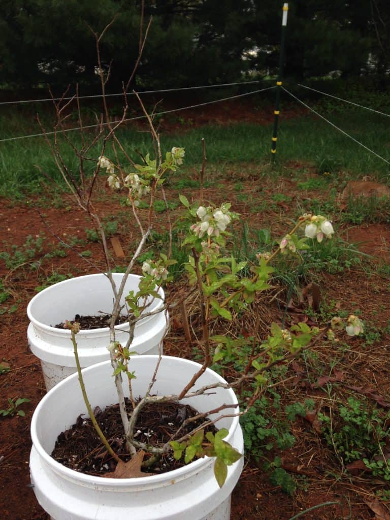 blueberry bushes planted in buckets