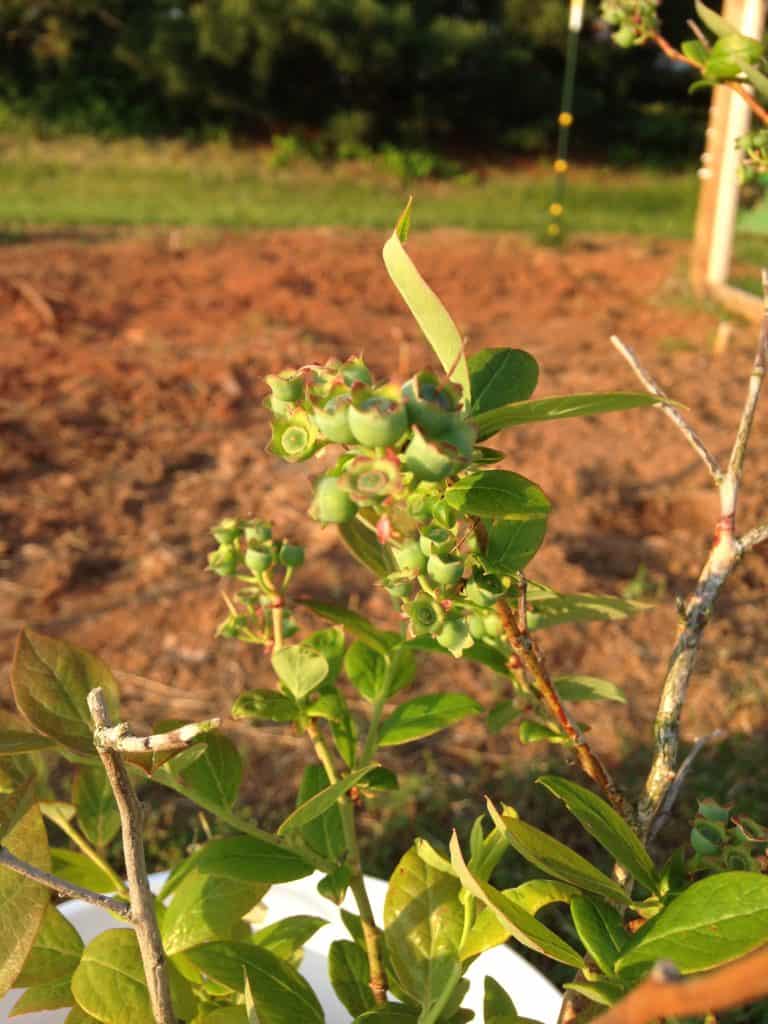 close up of blueberries starting to bud on bush