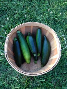 full harvesting basket after growing zucchini