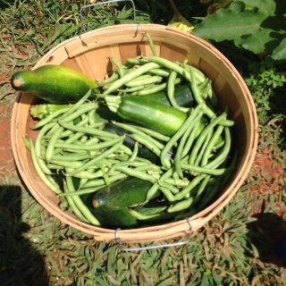 featured image for growing green beans. harvest basket full of green beans with a few zucchini.
