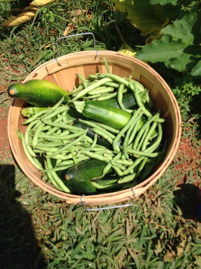 featured image for growing green beans. harvest basket full of green beans with a few zucchini.