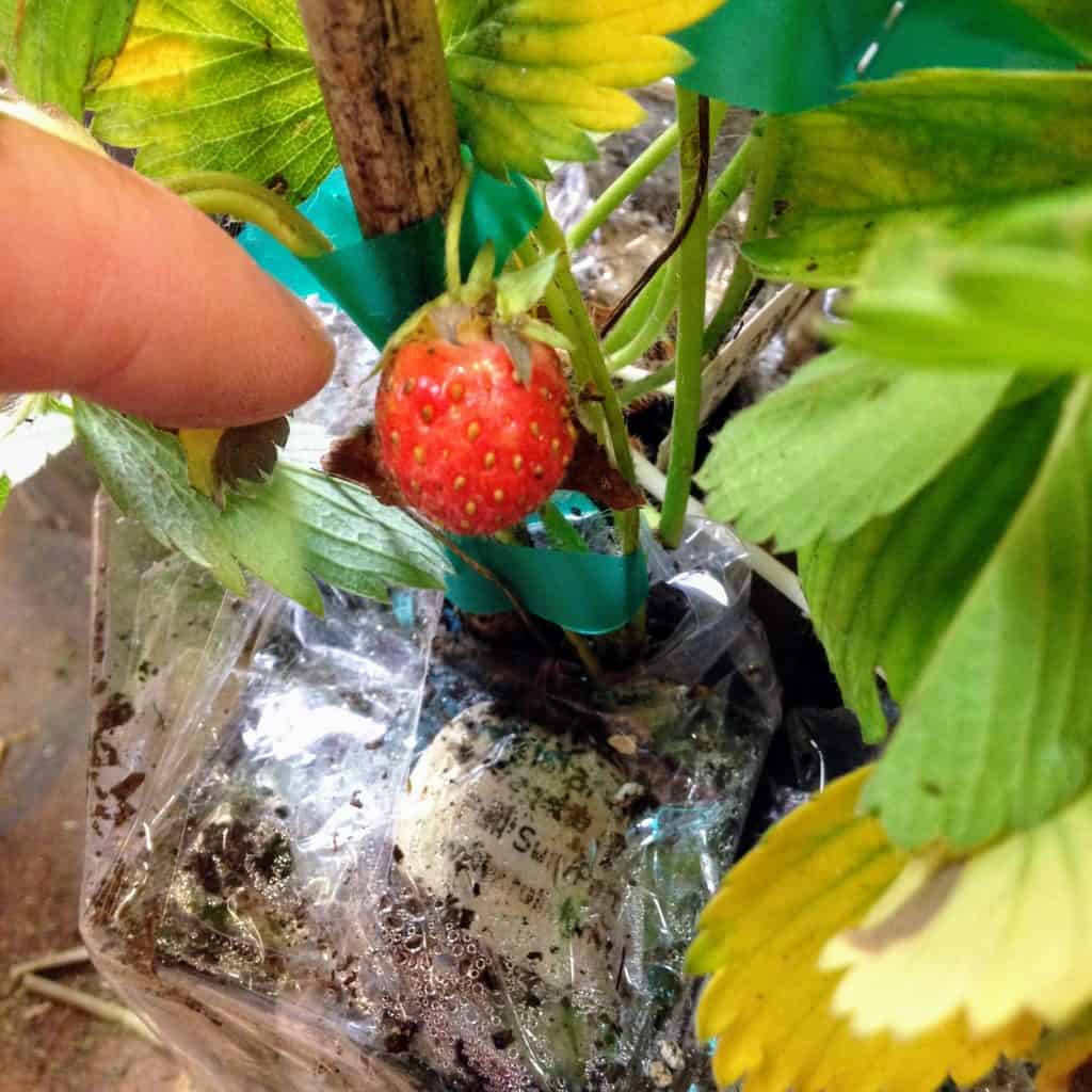 strawberry on plant