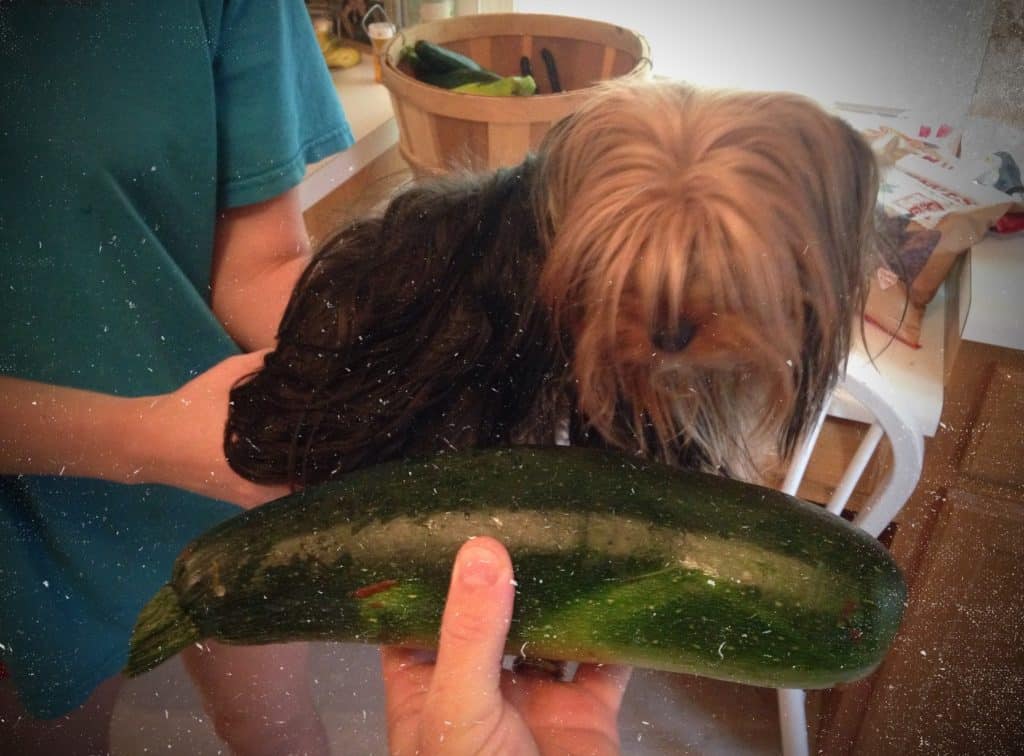 zucchini compared to the size of a small dog