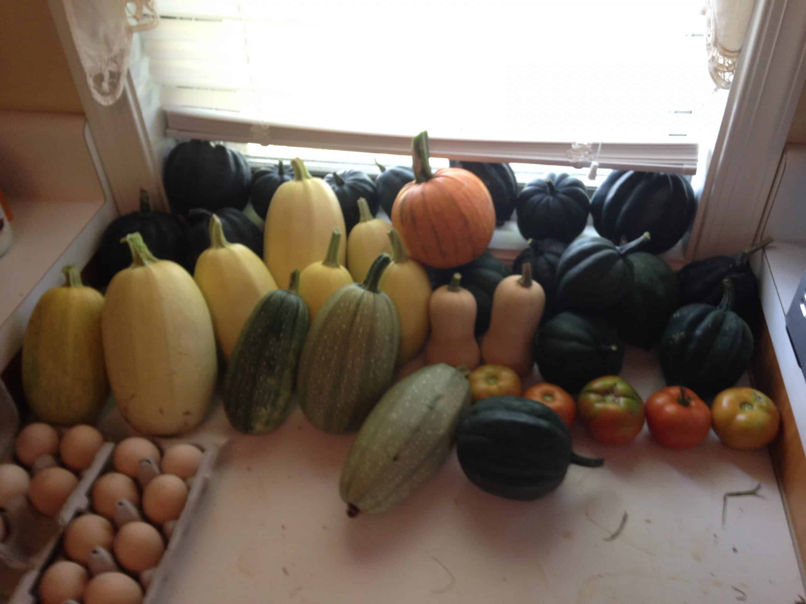 several gourds and winter squash