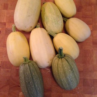 featured image for growing spaghetti with several spaghetti squash