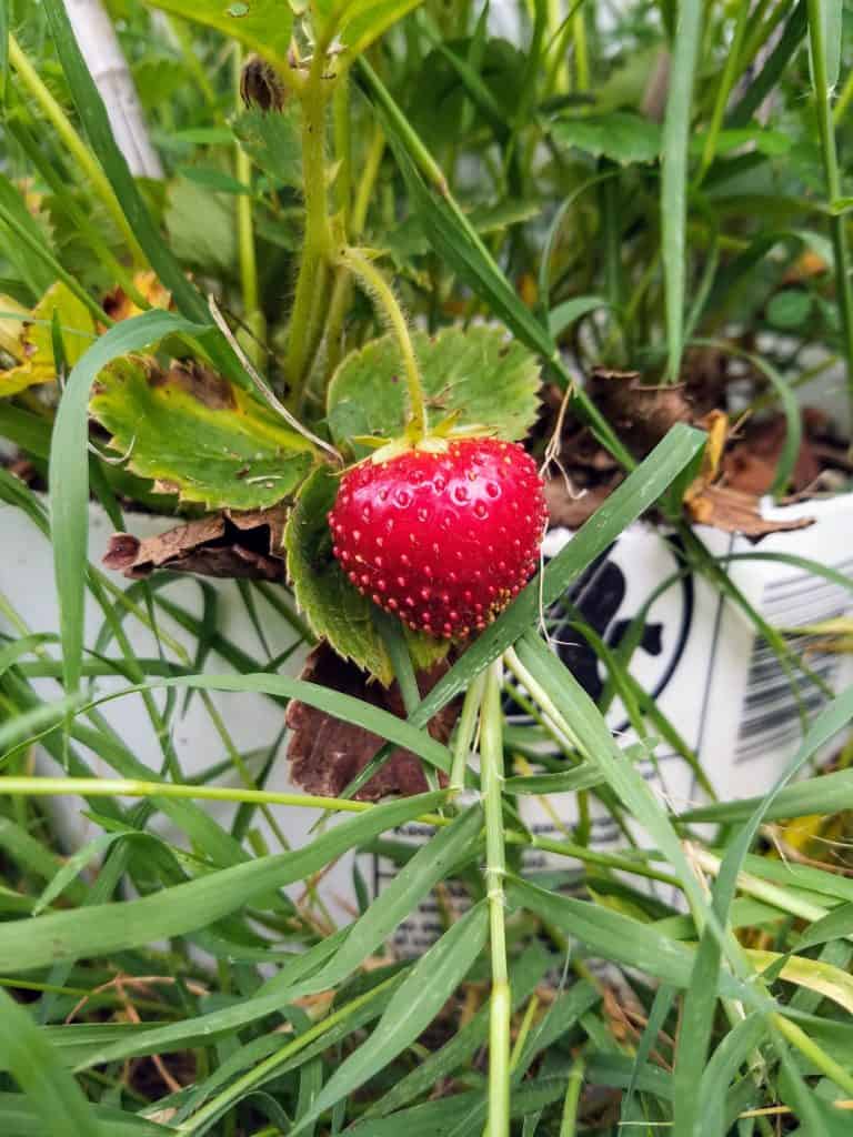 growing strawberries featured image. close up of strawberry on plant