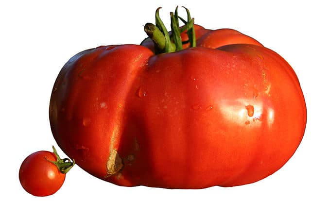 a beefsteak tomato next to a cherry tomato