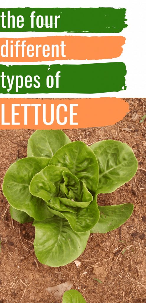 pinterest image for types of lettuce. Text reads, "the four different types of lettuce"