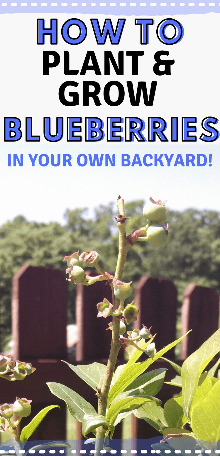 pinterest image of bluberrie bush. Text reads, "how to plant blueberries in your own backyard!"