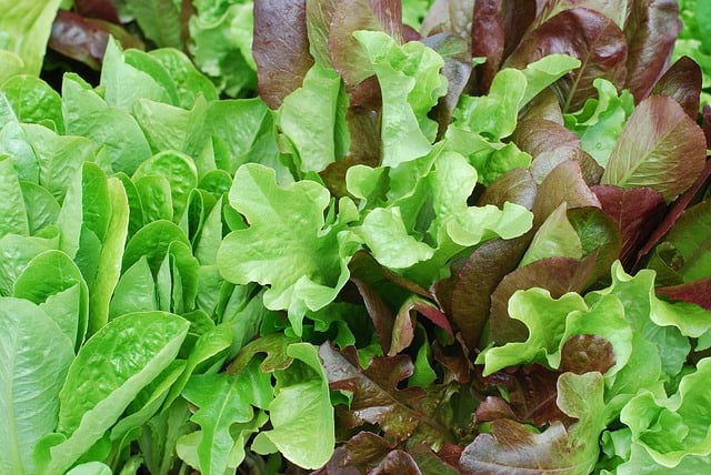 red and green leaf lettuce
