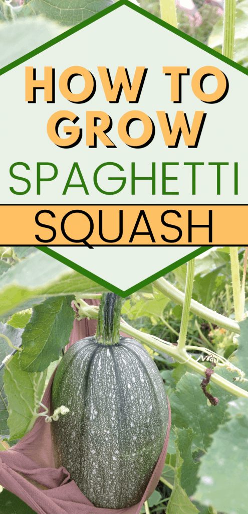 pinterest image for growing spaghetti squash on vine. Text reads, "how to grow spaghetti squash"