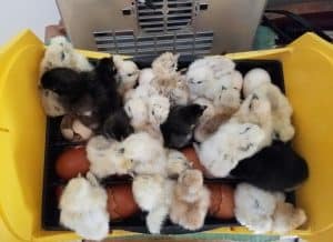 chicks hatched in incubator