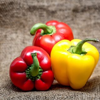 multi colored bell peppers