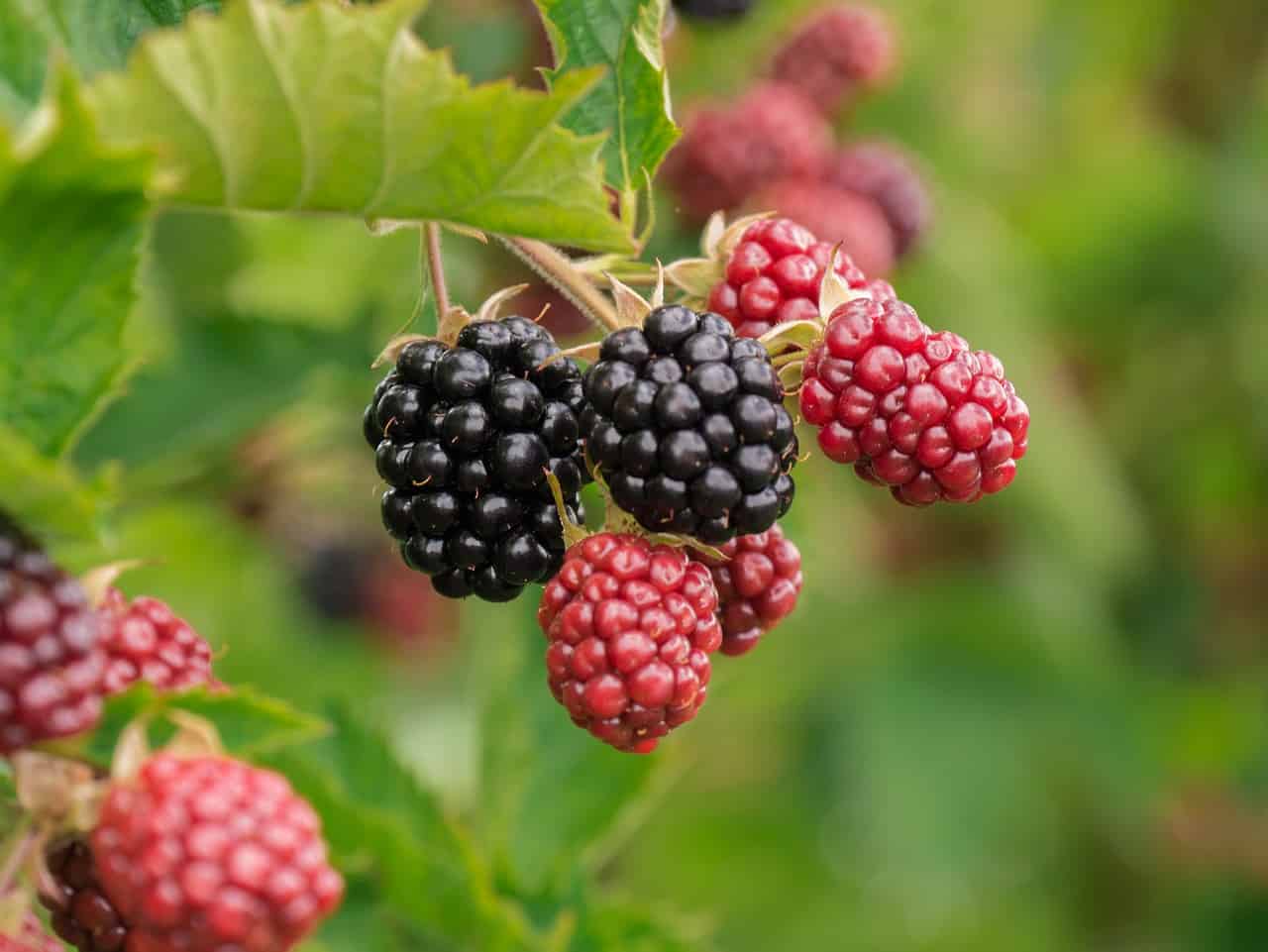 blackberries on a plant