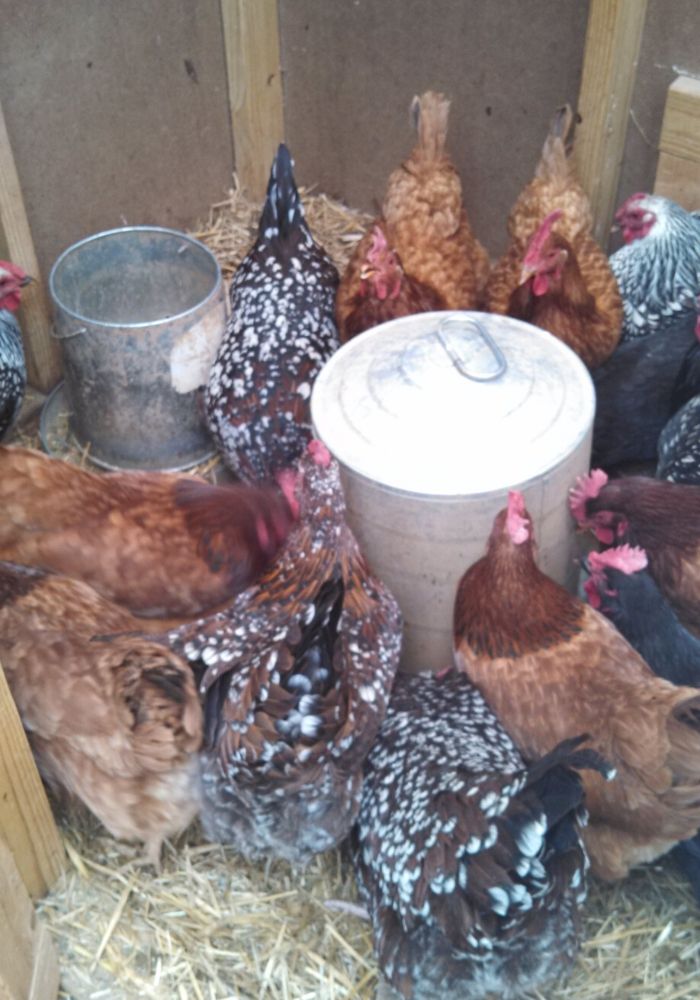 chickens gathered around best chicken waterers