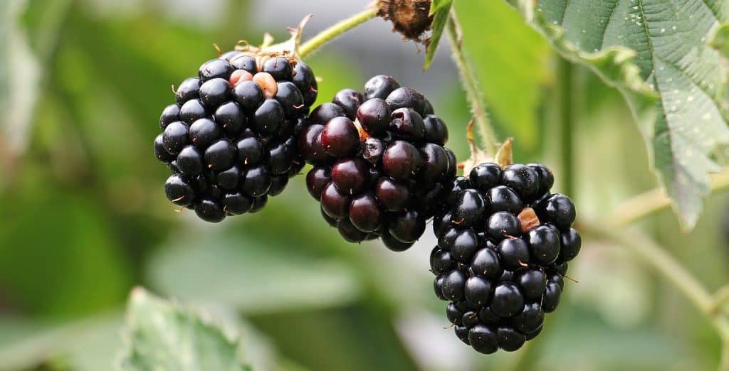 blackberries ready to pick