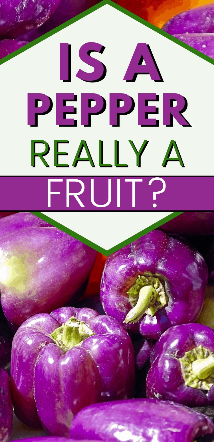 pinterest image of purple bell peppers. text reads, "is a pepper really a fruit?"