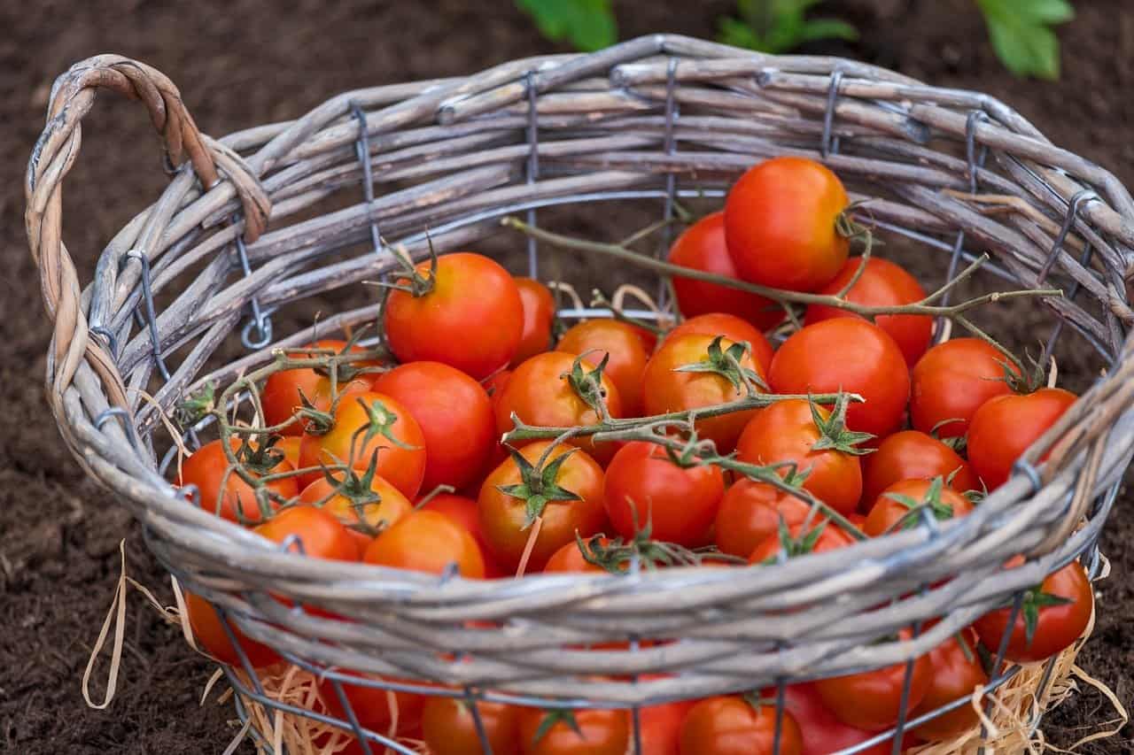 harvest basket of tomatoes