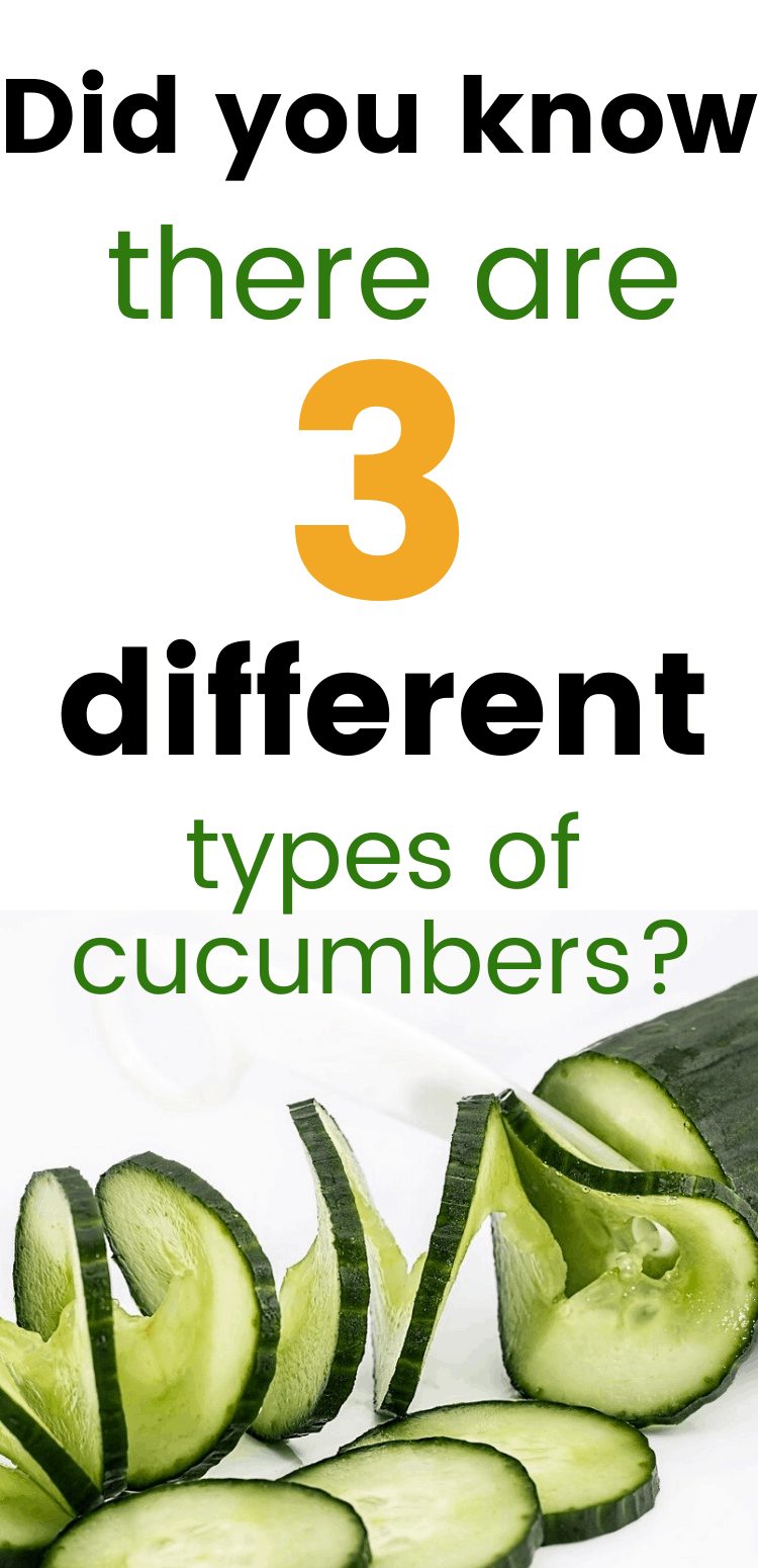 pinterest image for types of cucumbers. Text reads, "did you know there are 3 different types of cucumbers?"