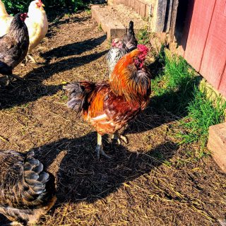 red easter egger rooster