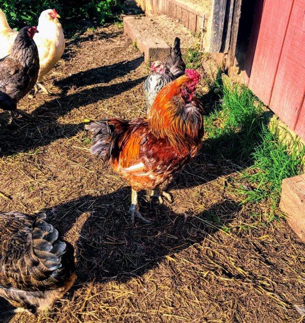 7 Best Chicken Breeds for the Aspiring Chicken Farmer - The Hen