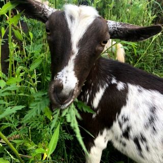 closeup of goat grazing
