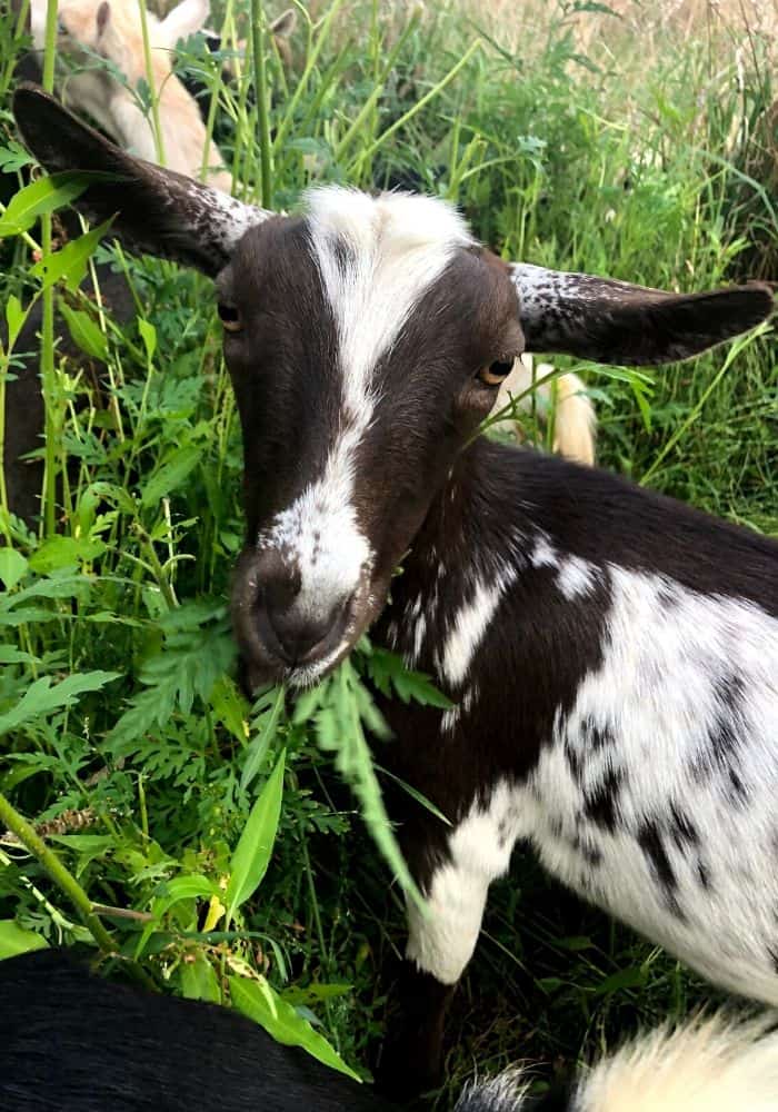 closeup of goat grazing