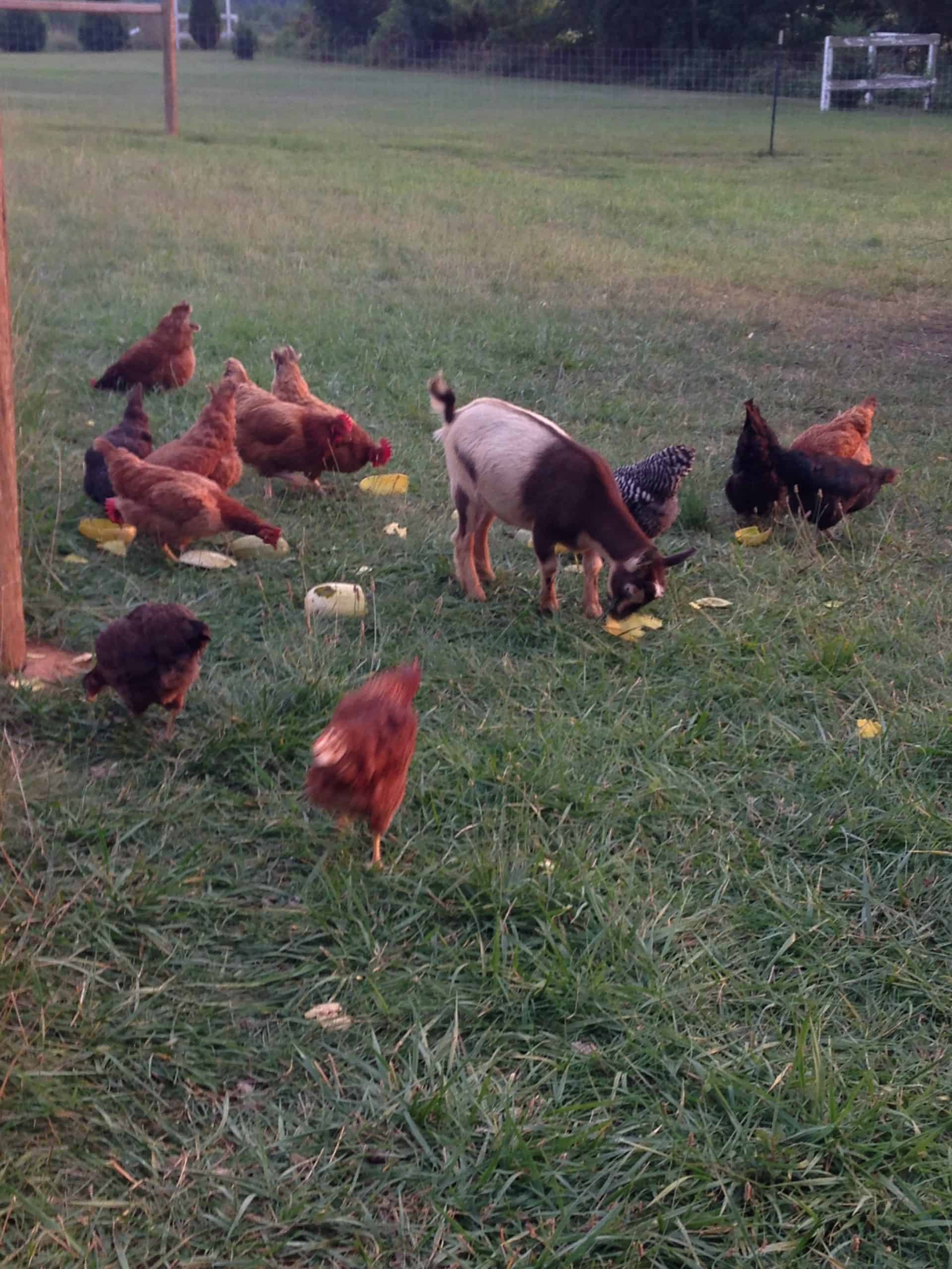 Chloe, the goat, and several chickens enjoy yellow squash
