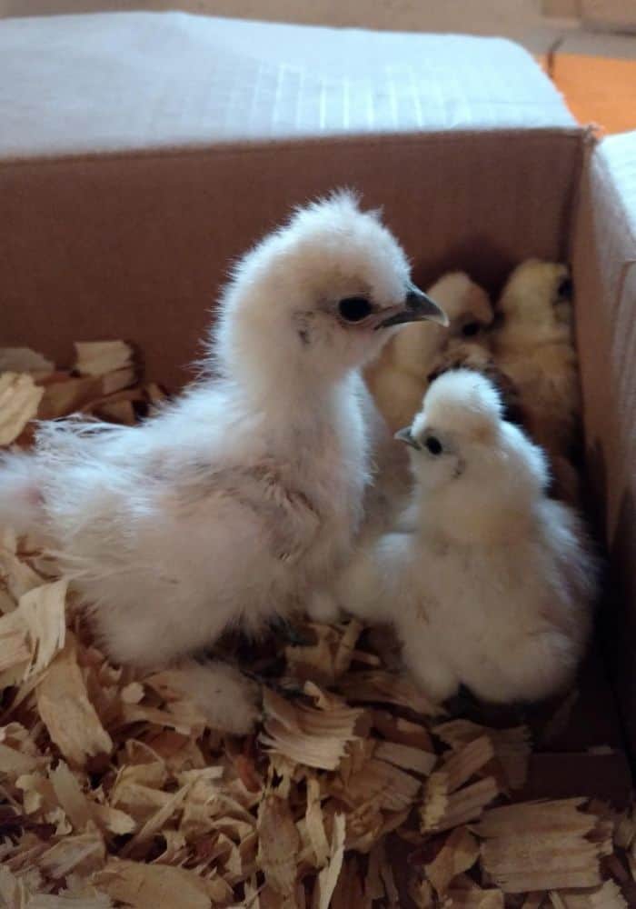 baby chicks in a cardboard box with pine shavings under them